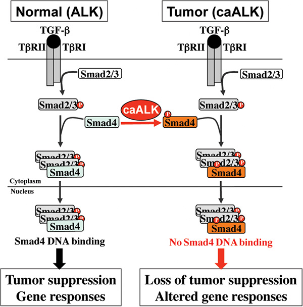 Xin Hua Feng Lab Nature Cell Biology Alk Phosphorylates Smad4 On Tyrosine To Disable Tgf B Tumor Suppressor Functions